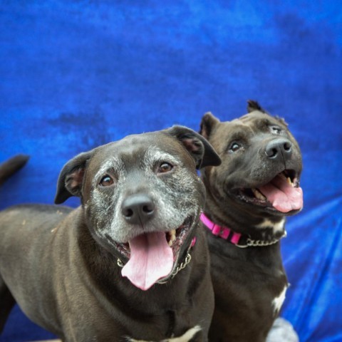 Cardi, an adoptable Mixed Breed in Glenfield, NY, 13343 | Photo Image 4