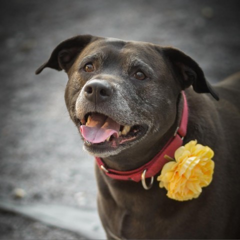 Cardi, an adoptable Mixed Breed in Glenfield, NY, 13343 | Photo Image 5
