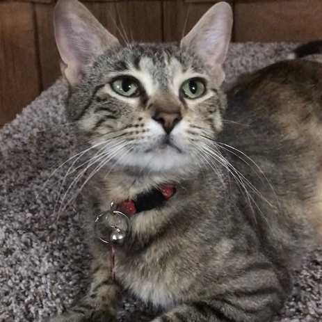 Binxie 