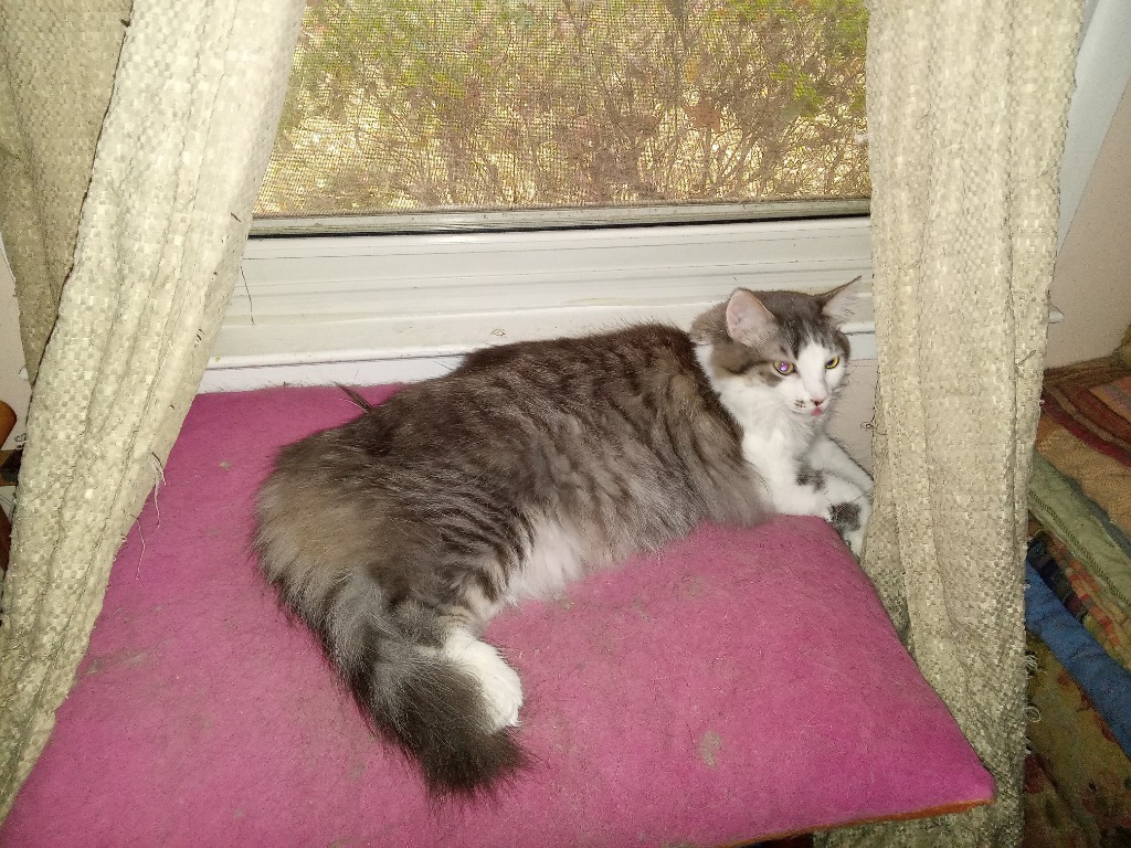 Axel22, an adoptable Domestic Long Hair in Youngsville, NC, 27596 | Photo Image 1