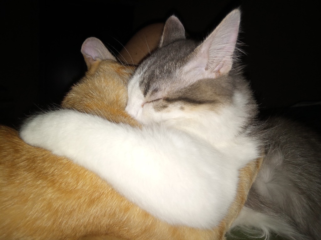 Axel22, an adoptable Domestic Long Hair in Youngsville, NC, 27596 | Photo Image 2