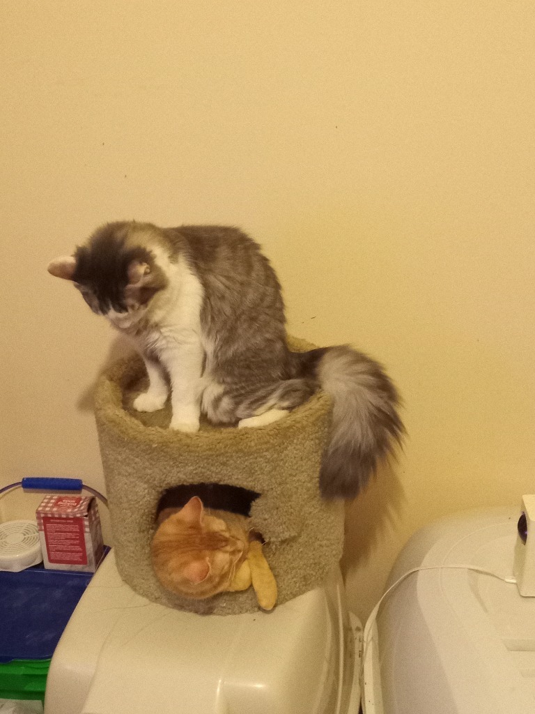 Axel22, an adoptable Domestic Long Hair in Youngsville, NC, 27596 | Photo Image 3