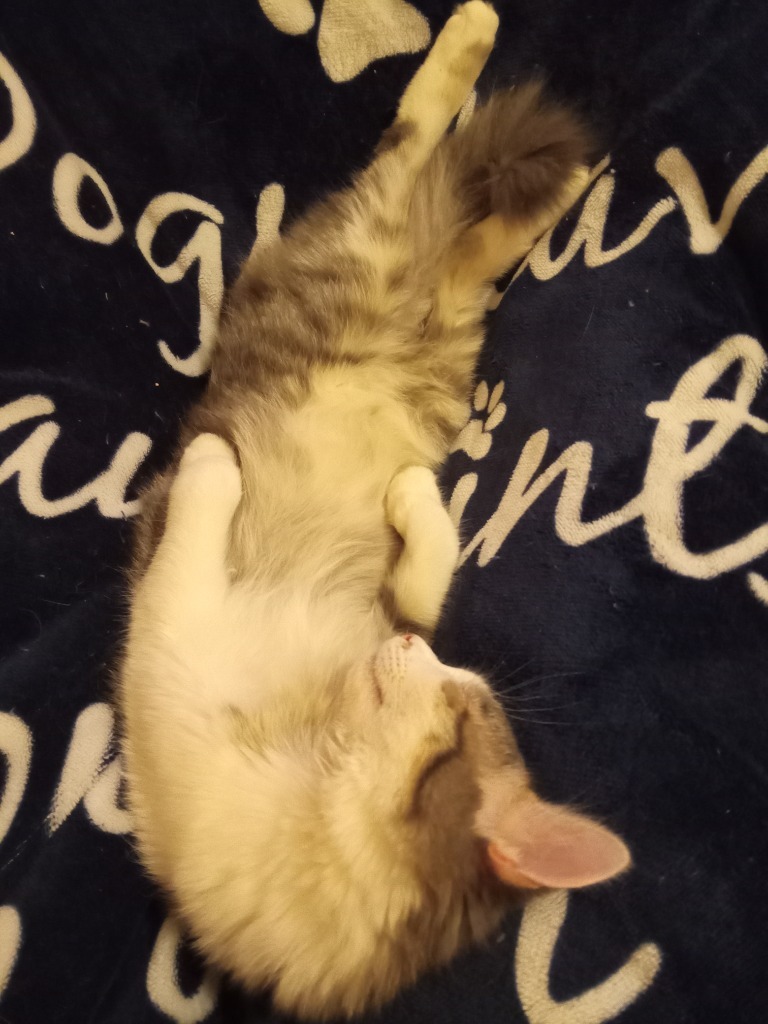 Axel22, an adoptable Domestic Long Hair in Youngsville, NC, 27596 | Photo Image 4