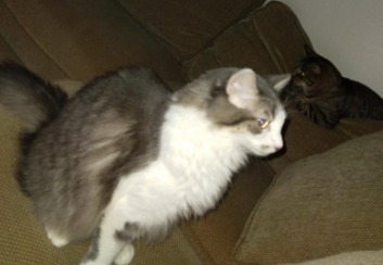 Axel22, an adoptable Domestic Long Hair in Youngsville, NC, 27596 | Photo Image 5