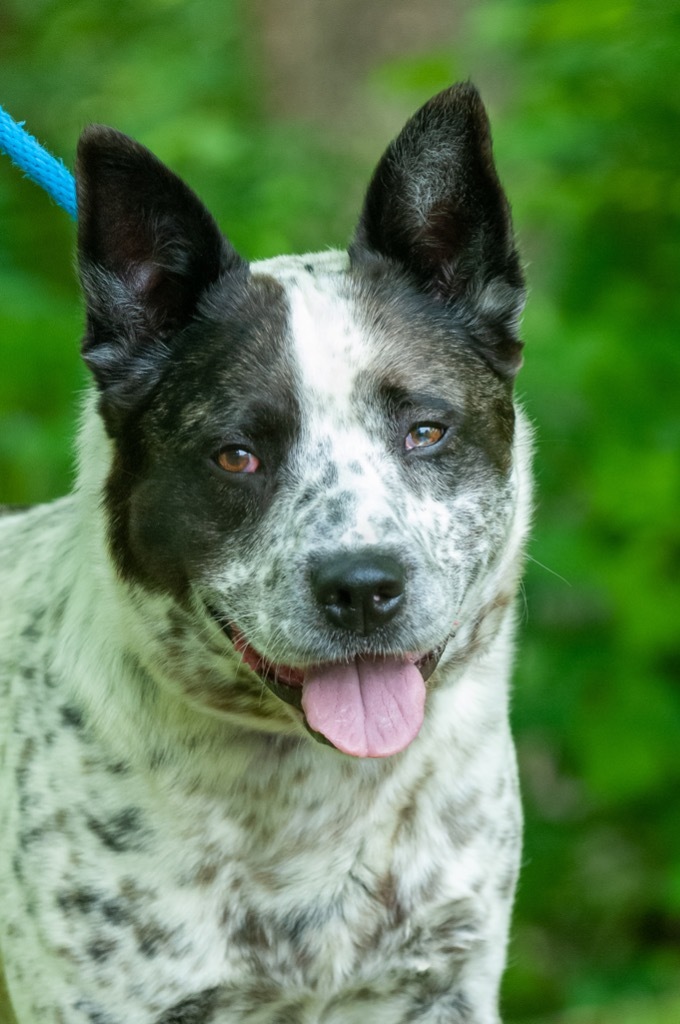 Spotted best sale cattle dog