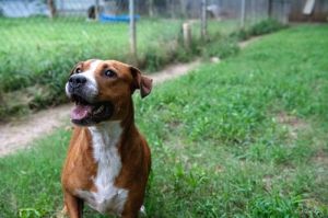 Hope, Young Female Pit Bull Terrier