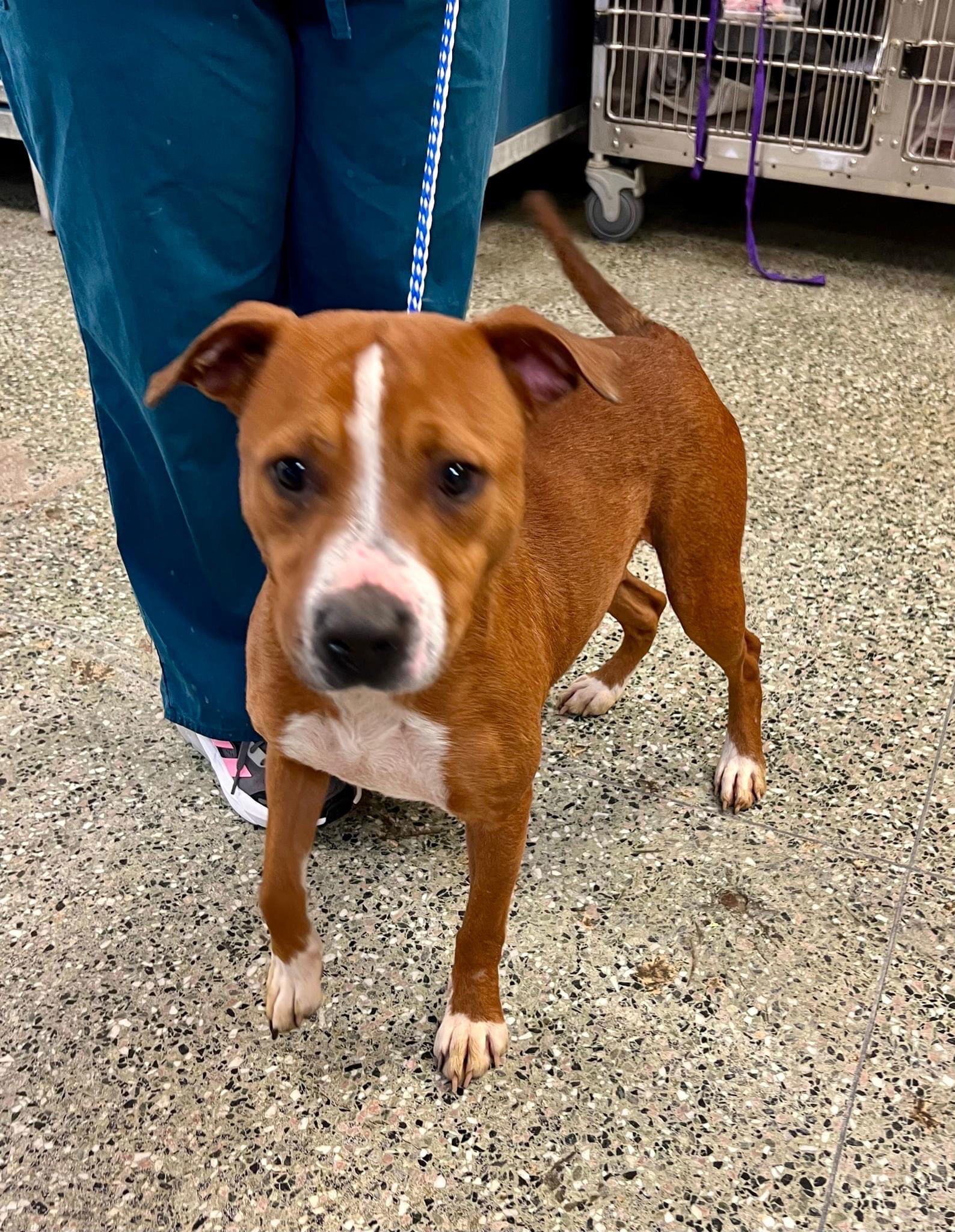 Hope, an adoptable Pit Bull Terrier in Shreveport, LA, 71119 | Photo Image 2