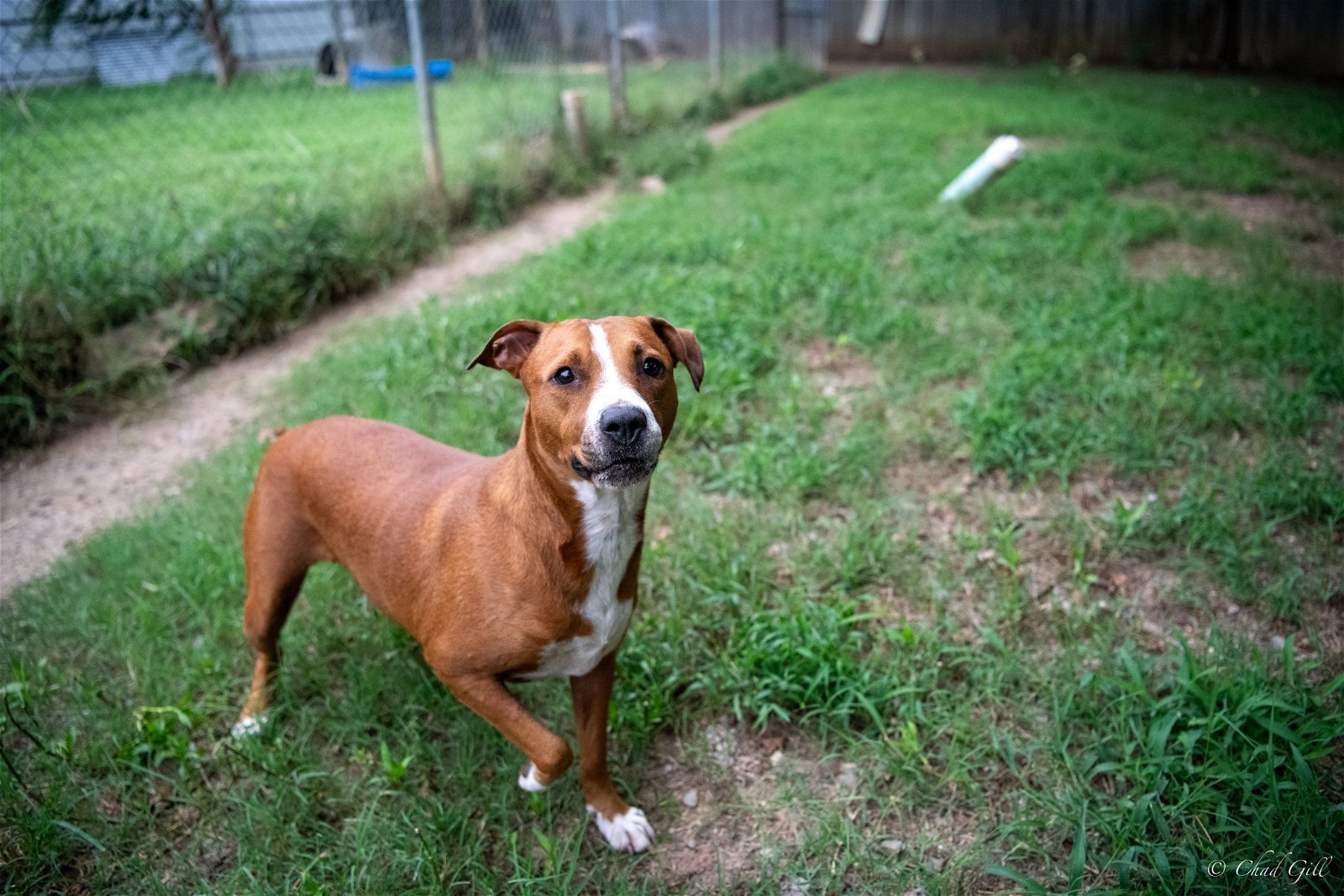 Hope, an adoptable Pit Bull Terrier in Shreveport, LA, 71119 | Photo Image 3