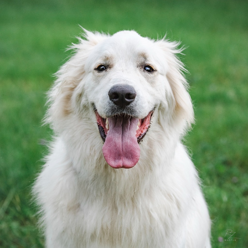 can a beagle and a pyrenean mountain dog be friends