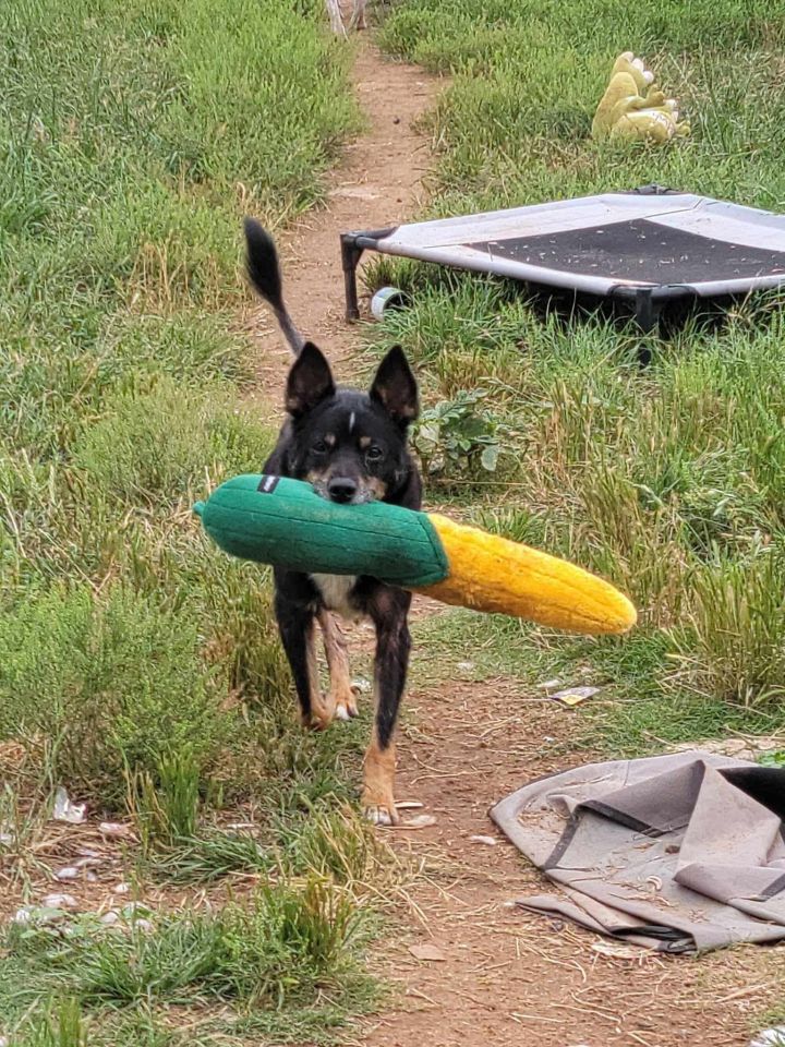 Roscoe, an adoptable Australian Shepherd Mix in Weatherford, TX_image-1