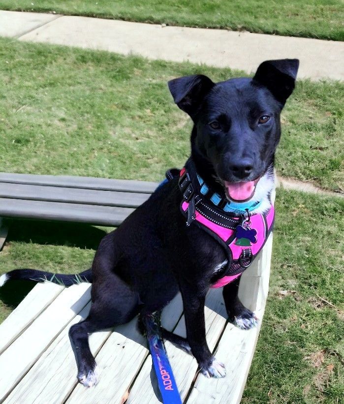 Dog for adoption - Tegan, a Black Labrador Retriever Mix in Memphis, TN ...