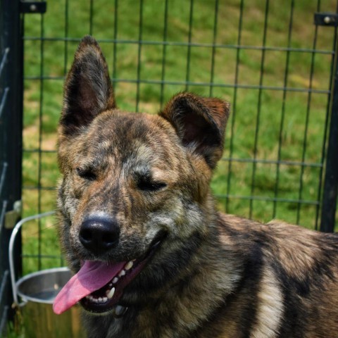 Antietam animal hot sale shelter