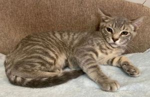 Tigerbell - Courtesy Listing, Baby Female unknown