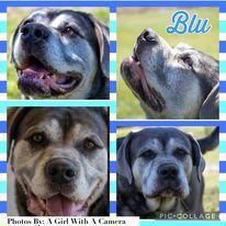 Blu mastiff sales