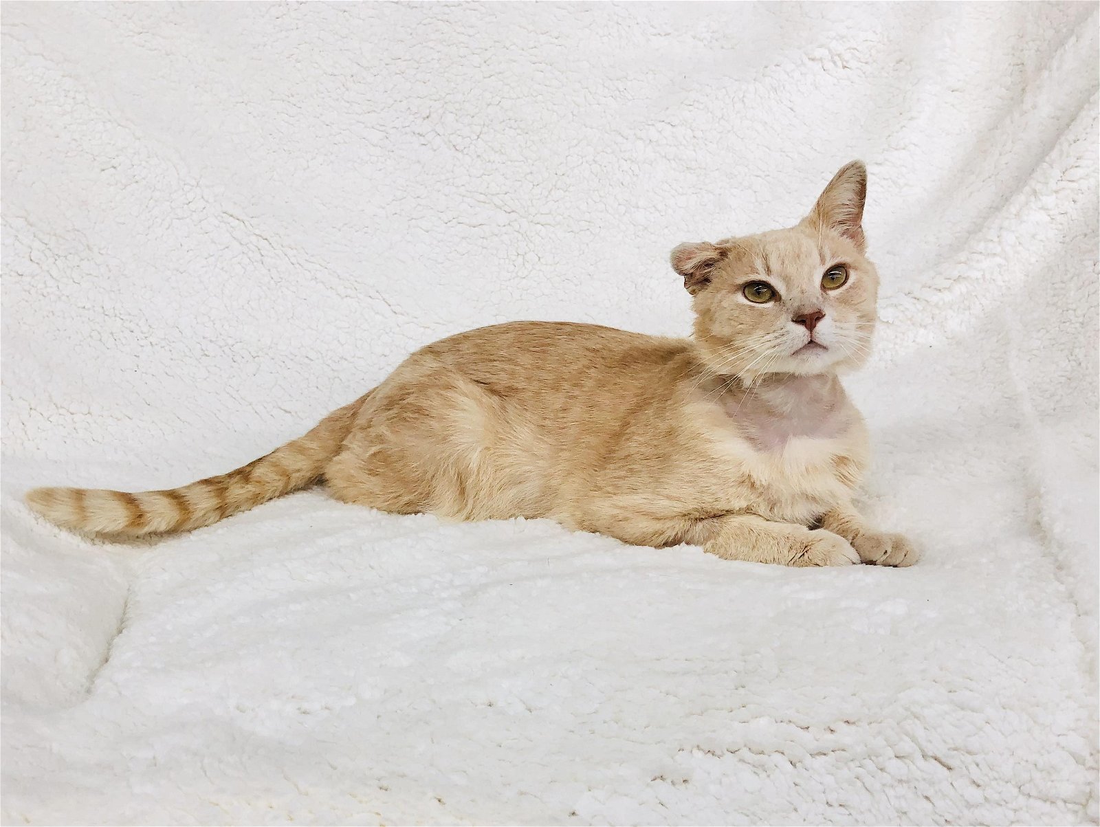 Butterscotch ADULT MALE, an adoptable Tabby, Domestic Short Hair in Morehead, KY, 40351 | Photo Image 1
