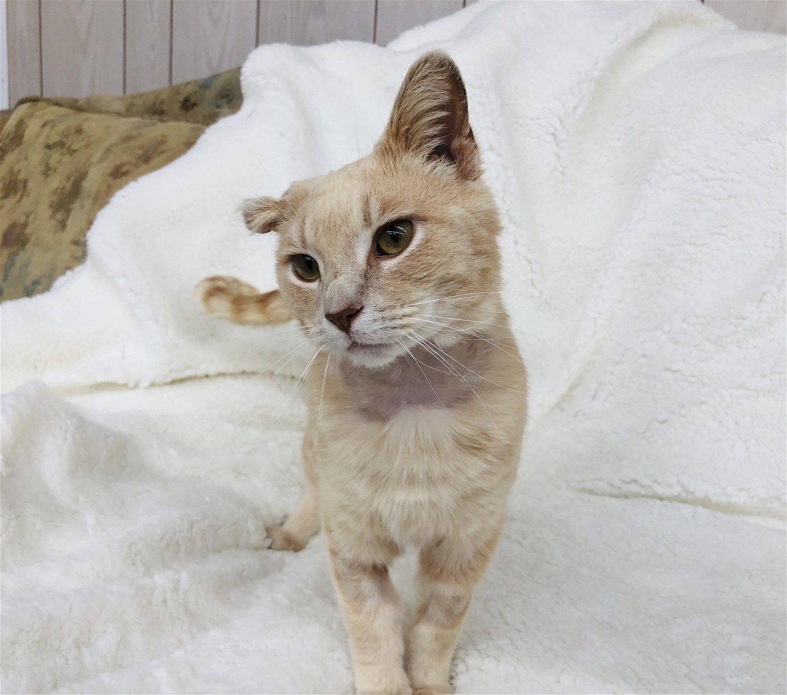 Butterscotch ADULT MALE, an adoptable Tabby, Domestic Short Hair in Morehead, KY, 40351 | Photo Image 3