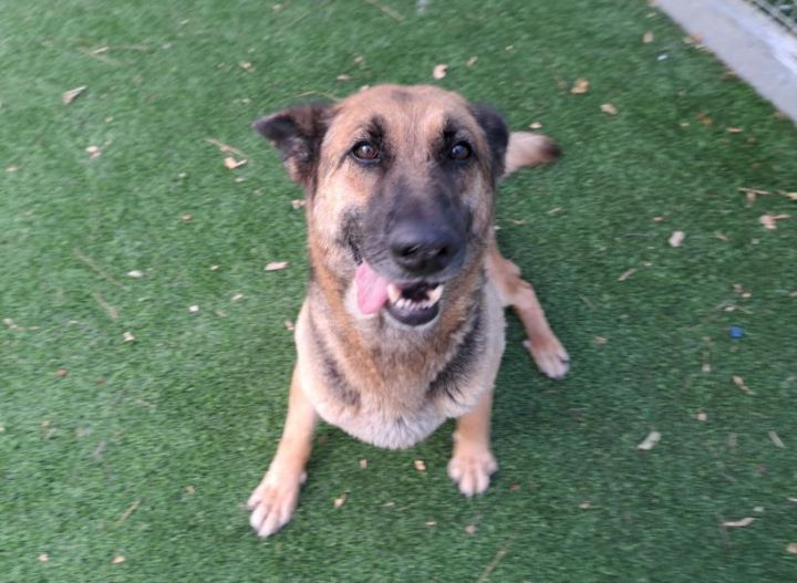 CHICHI, an adoptable German Shepherd Dog in Van Nuys, CA_image-1