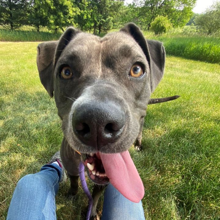 Harlee, an adoptable Pit Bull Terrier Mix in Allegan, MI_image-2