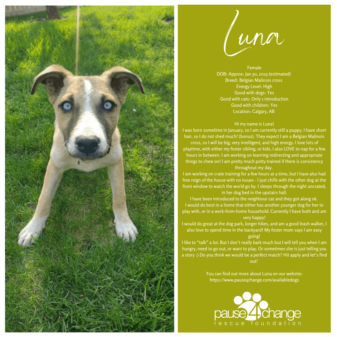 Luna, an adoptable Mixed Breed in Calgary, AB, T3C 1W4 | Photo Image 3