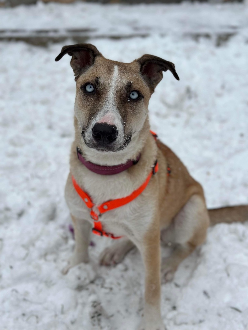 Luna, an adoptable Mixed Breed in Calgary, AB, T3C 1W4 | Photo Image 1