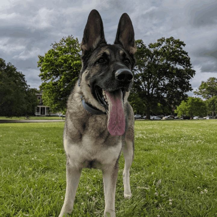 Dexter, an adoptable German Shepherd Dog in Lyndhurst, VA_image-5