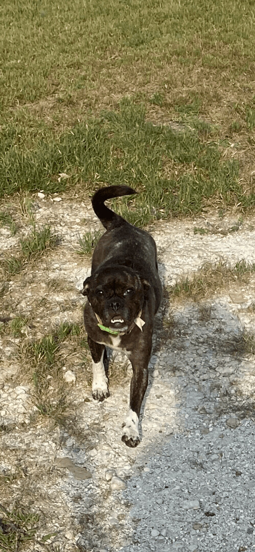 Maya, an adoptable French Bulldog & Boston Terrier Mix in Farmersville, TX_image-4