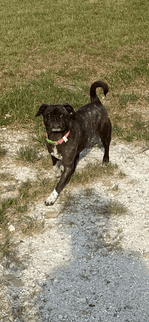 Maya