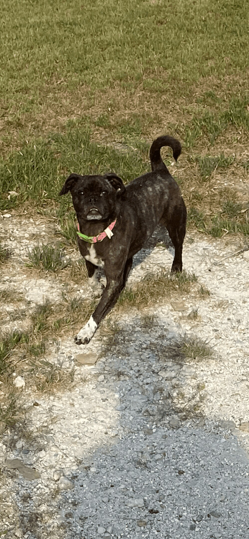 Maya, an adoptable French Bulldog & Boston Terrier Mix in Farmersville, TX_image-1