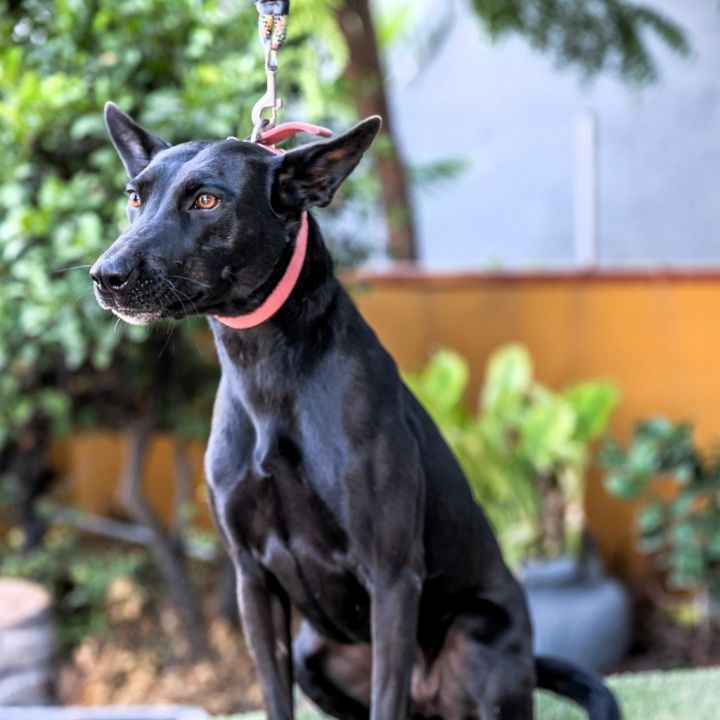 Negrita, an adoptable Black Labrador Retriever Mix in Seattle, WA_image-2