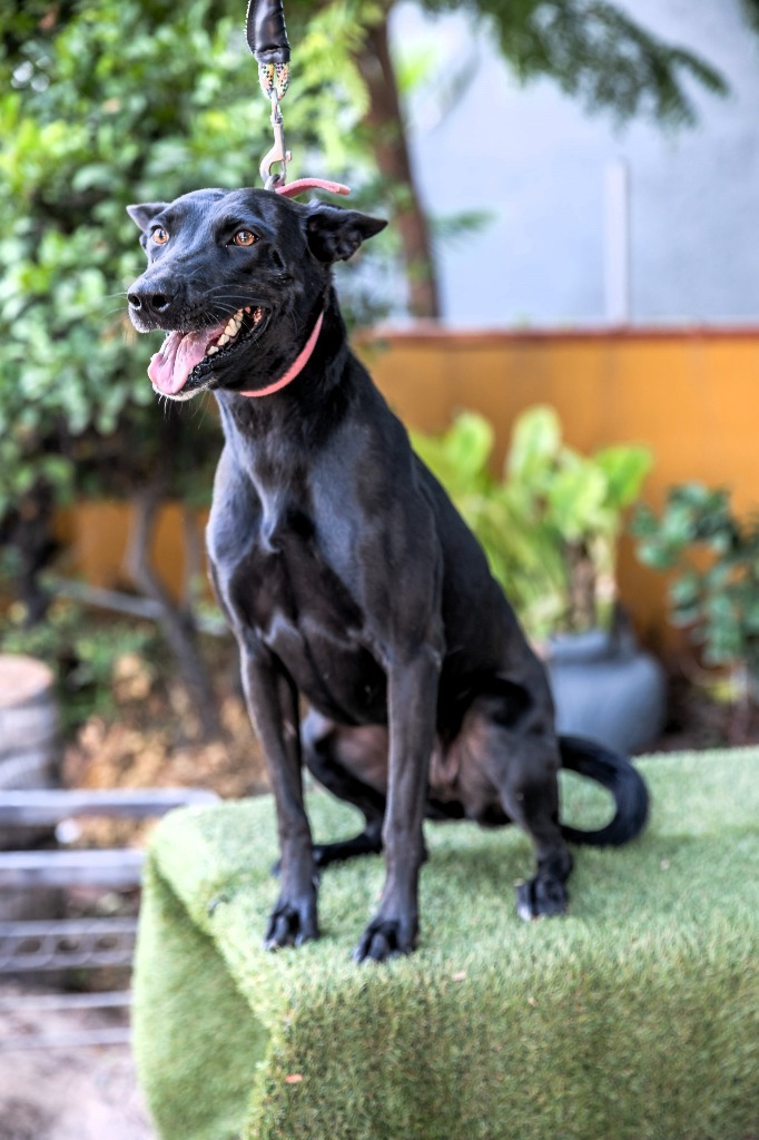 Negrita 1