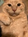 Garfield FIV+