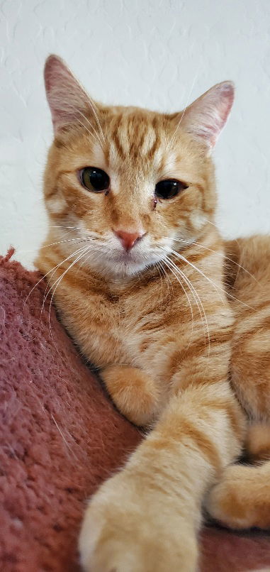 Butternut, an adoptable Domestic Short Hair in Glendale, AZ, 85305 | Photo Image 1