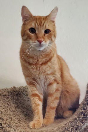 Butternut, an adoptable Domestic Short Hair in Glendale, AZ, 85305 | Photo Image 2