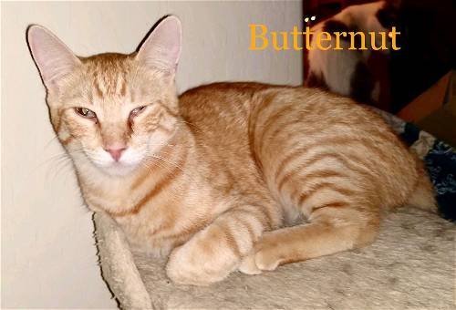 Butternut, an adoptable Domestic Short Hair in Glendale, AZ, 85305 | Photo Image 3