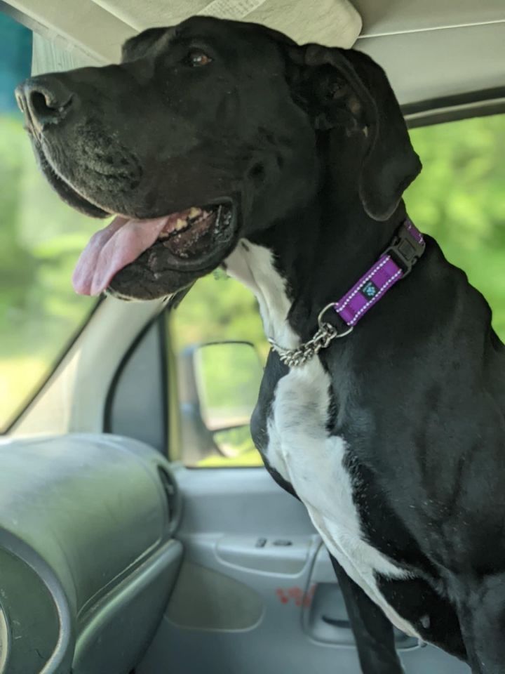 Lina, an adoptable Great Dane in ANTIOCH, TN_image-1