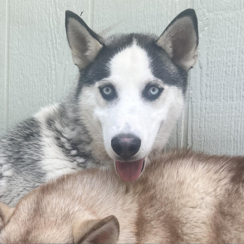 Andy, an adoptable Husky in Eufaula, OK, 74432 | Photo Image 1