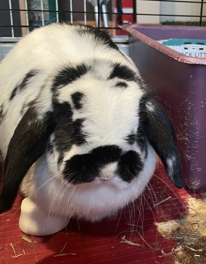 Daisy (Bonded to Mr.Lola) 1