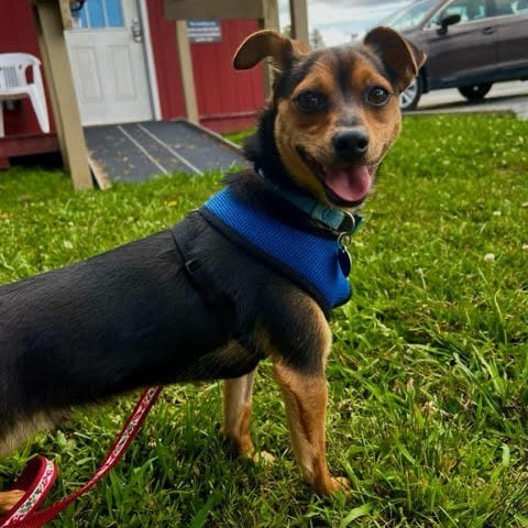Bruno, an adoptable Chihuahua in Fletcher, NC_image-2