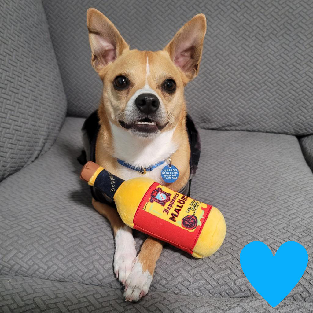 Jeppson, an adoptable Mixed Breed, Chihuahua in Chicago, IL, 60647 | Photo Image 1