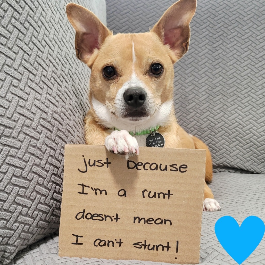 Jeppson, an adoptable Mixed Breed, Chihuahua in Chicago, IL, 60647 | Photo Image 1