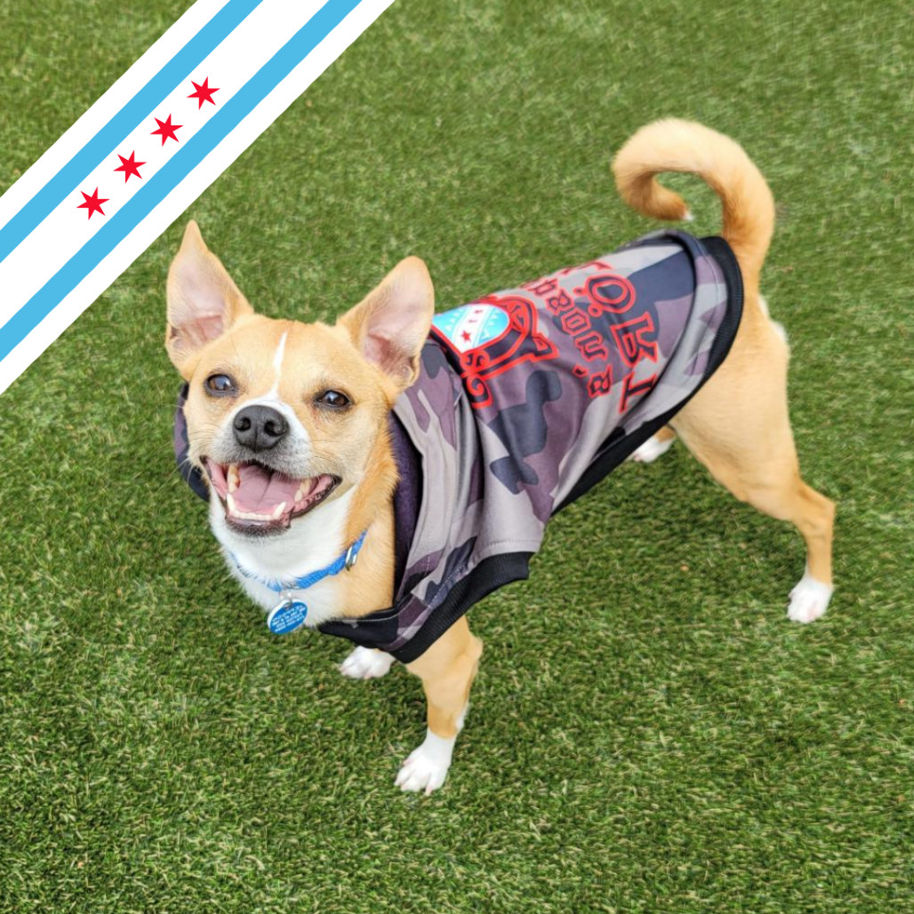 Jeppson, an adoptable Mixed Breed, Chihuahua in Chicago, IL, 60647 | Photo Image 1