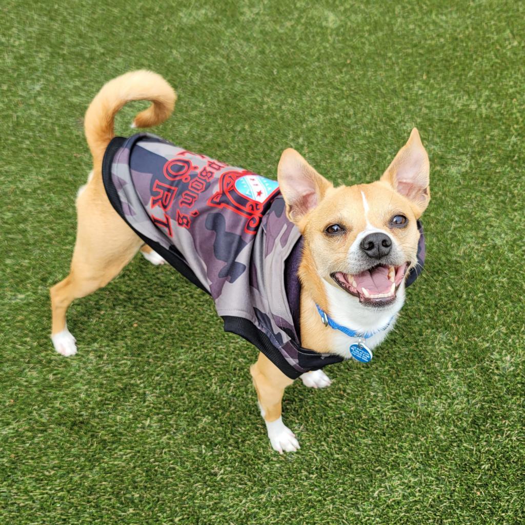 Jeppson, an adoptable Mixed Breed, Chihuahua in Chicago, IL, 60647 | Photo Image 1