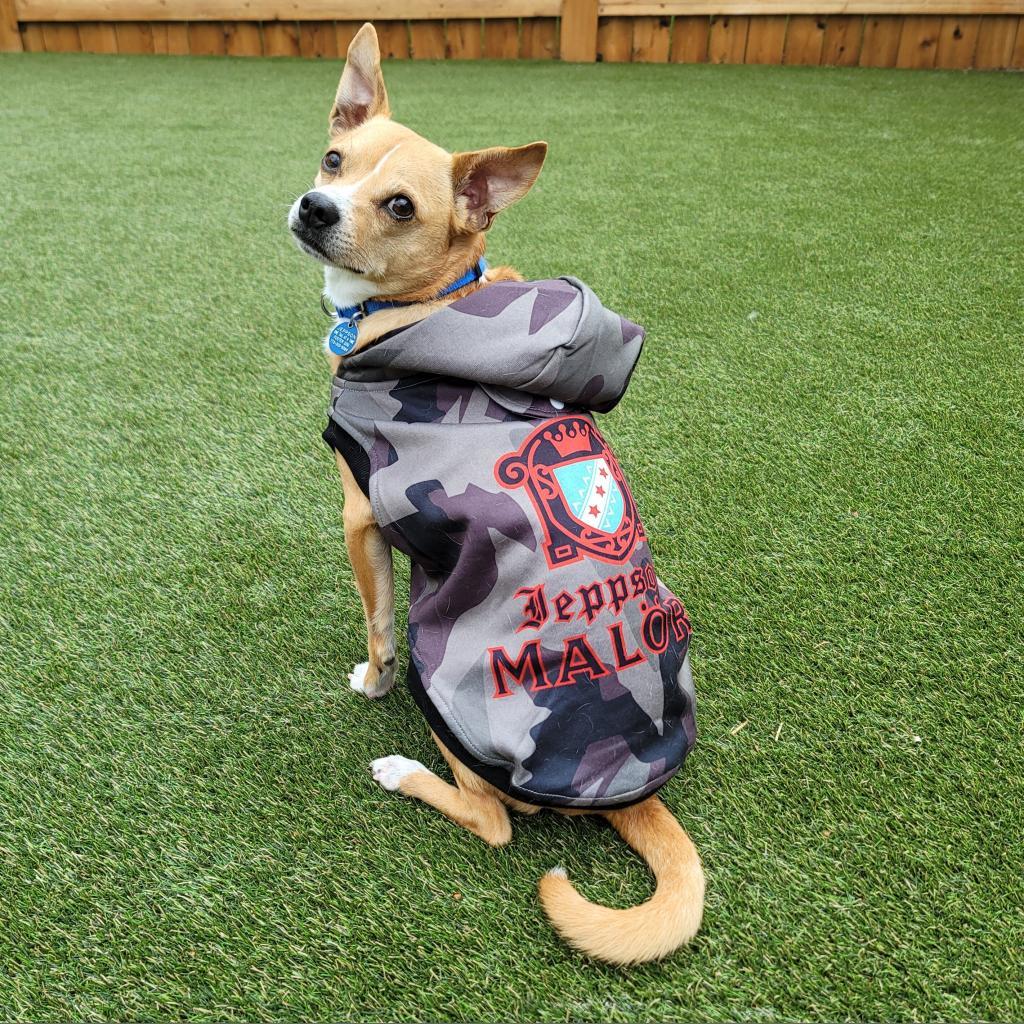 Jeppson, an adoptable Mixed Breed, Chihuahua in Chicago, IL, 60647 | Photo Image 2