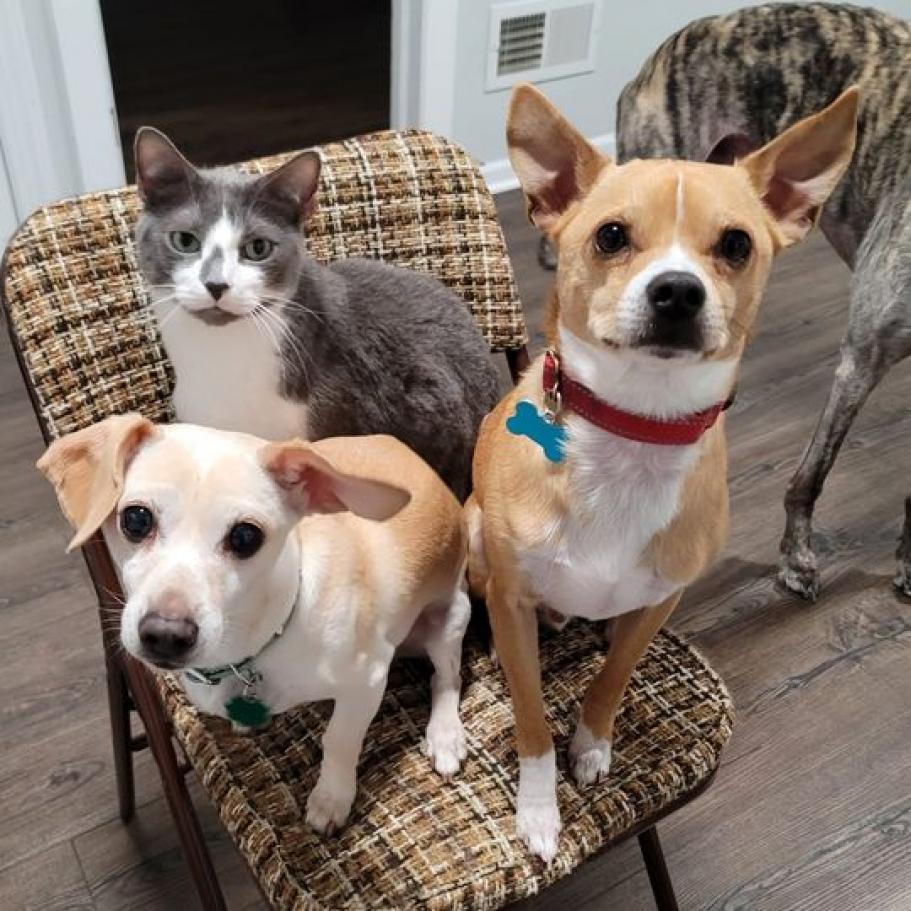 Jeppson, an adoptable Mixed Breed, Chihuahua in Chicago, IL, 60647 | Photo Image 3