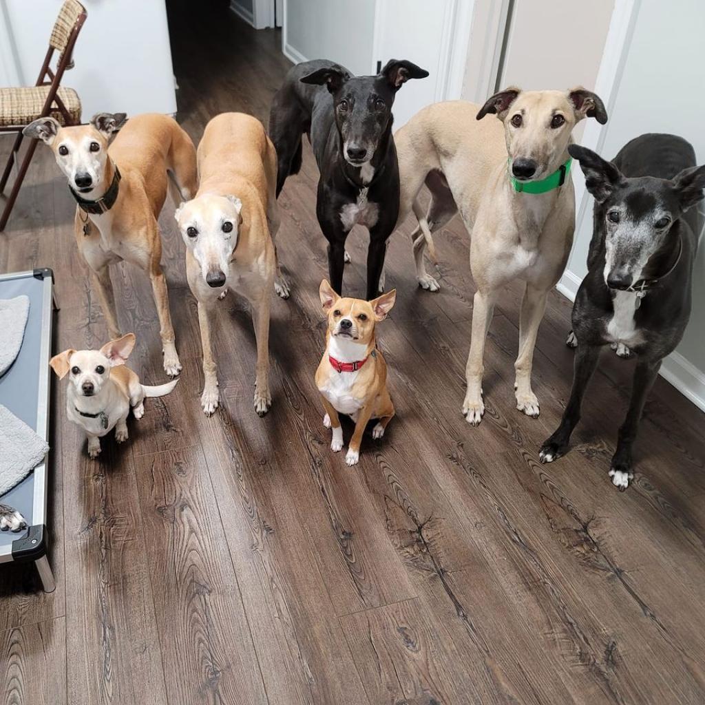 Jeppson, an adoptable Mixed Breed, Chihuahua in Chicago, IL, 60647 | Photo Image 4