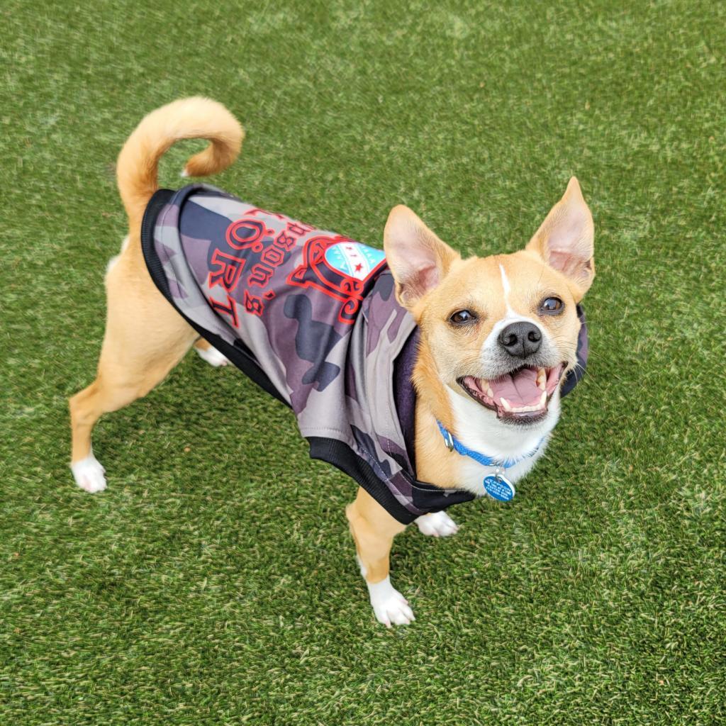 Jeppson, an adoptable Mixed Breed, Chihuahua in Chicago, IL, 60647 | Photo Image 5