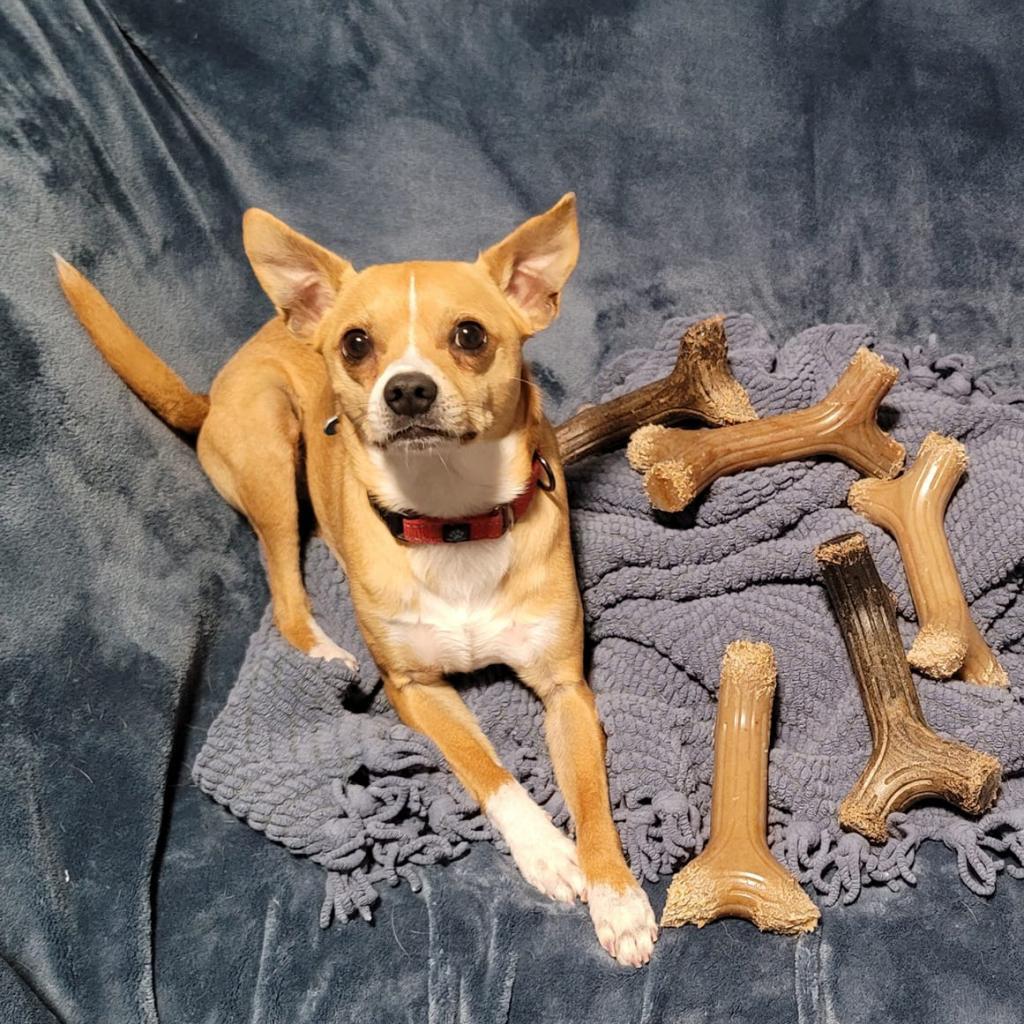 Jeppson, an adoptable Mixed Breed, Chihuahua in Chicago, IL, 60647 | Photo Image 5