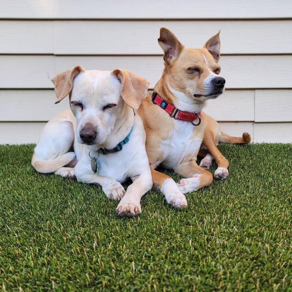 Jeppson, an adoptable Mixed Breed, Chihuahua in Chicago, IL, 60647 | Photo Image 6