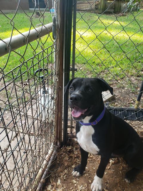 Kobe, an adoptable Labrador Retriever in Ruston, LA, 71270 | Photo Image 1