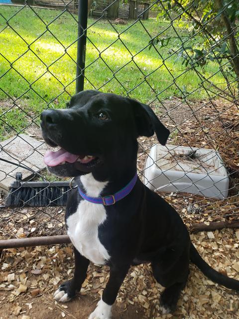 Kobe, an adoptable Labrador Retriever in Ruston, LA, 71270 | Photo Image 2